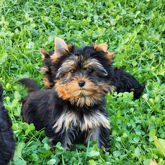 A Femelle Yorkshire terrier