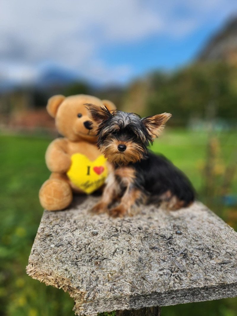 A Femelle Yorkshire terrier A Femelle Yorkshire terrier