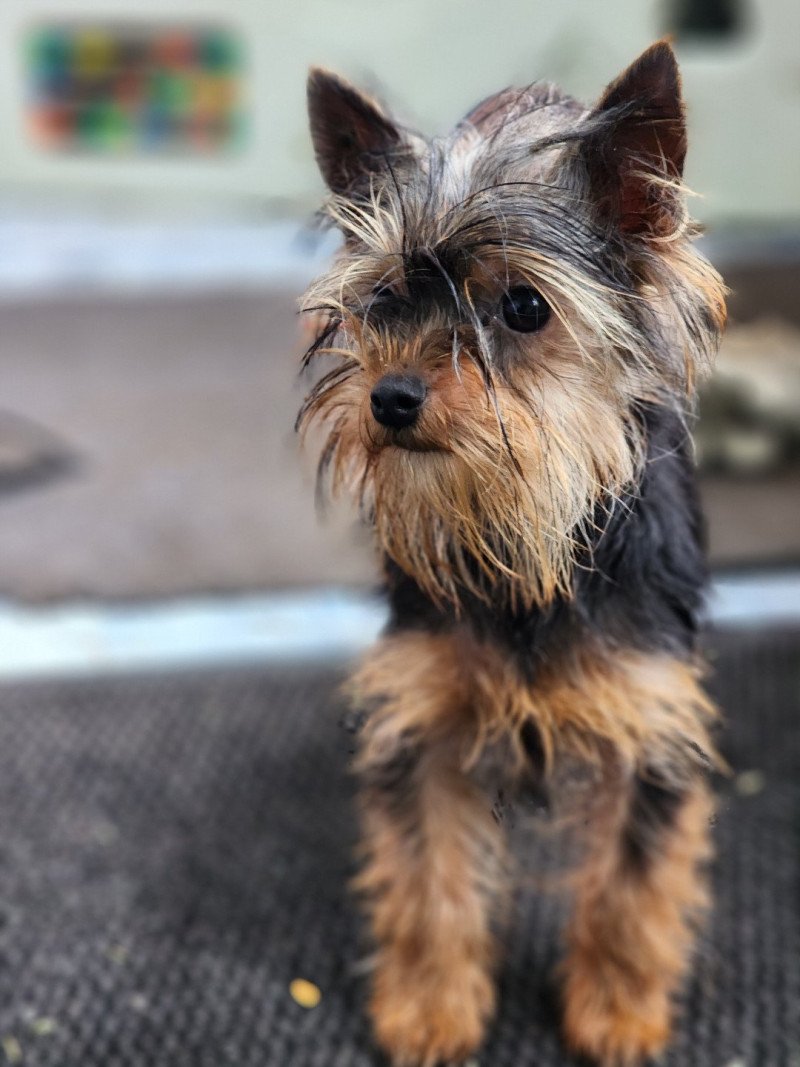 A Femelle Yorkshire terrier