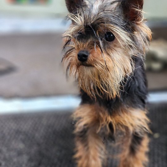 A Femelle Yorkshire terrier