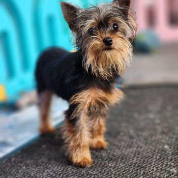 chiot Yorkshire terrier A Élevage du Royaume des P'tits Loups