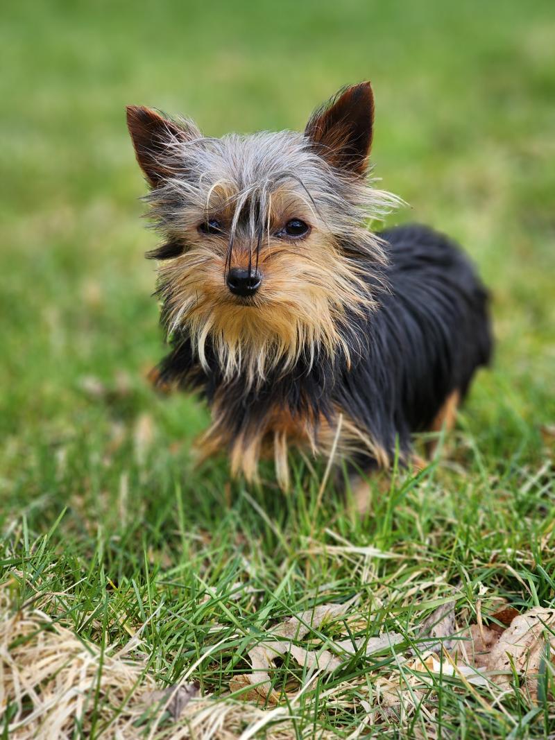 A Femelle Yorkshire terrier