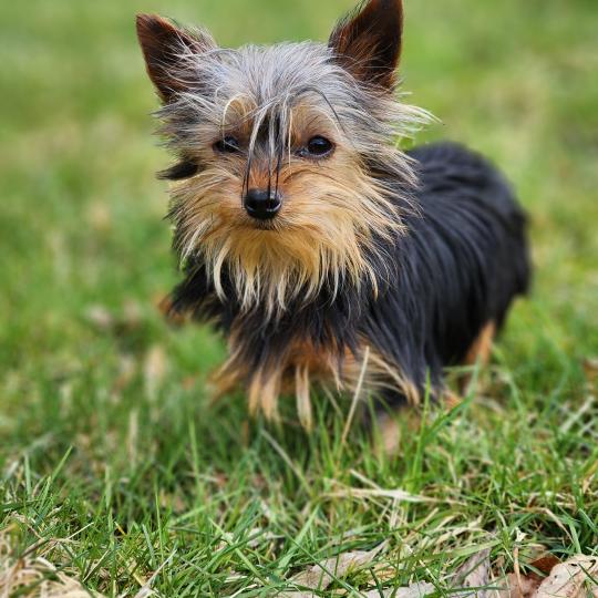 A Femelle Yorkshire terrier