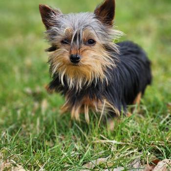 chiot Yorkshire terrier A Élevage du Royaume des P'tits Loups