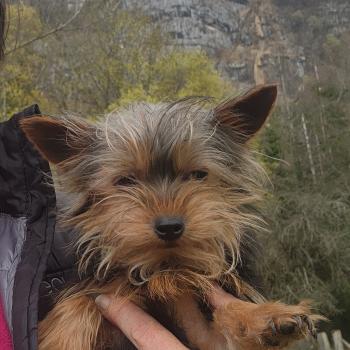 chiot Yorkshire terrier A Élevage du Royaume des P'tits Loups