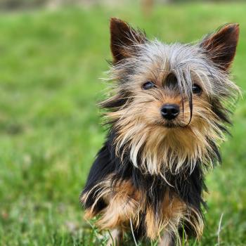 chiot Yorkshire terrier A Élevage du Royaume des P'tits Loups