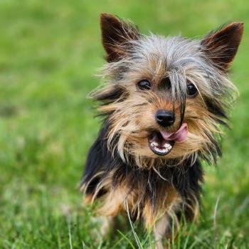 chiot Yorkshire terrier A Élevage du Royaume des P'tits Loups