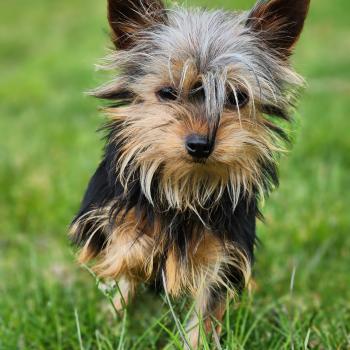 chiot Yorkshire terrier A Élevage du Royaume des P'tits Loups