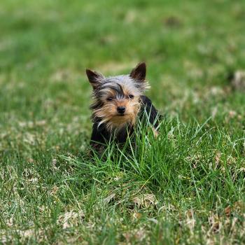 chiot Yorkshire terrier A Élevage du Royaume des P'tits Loups