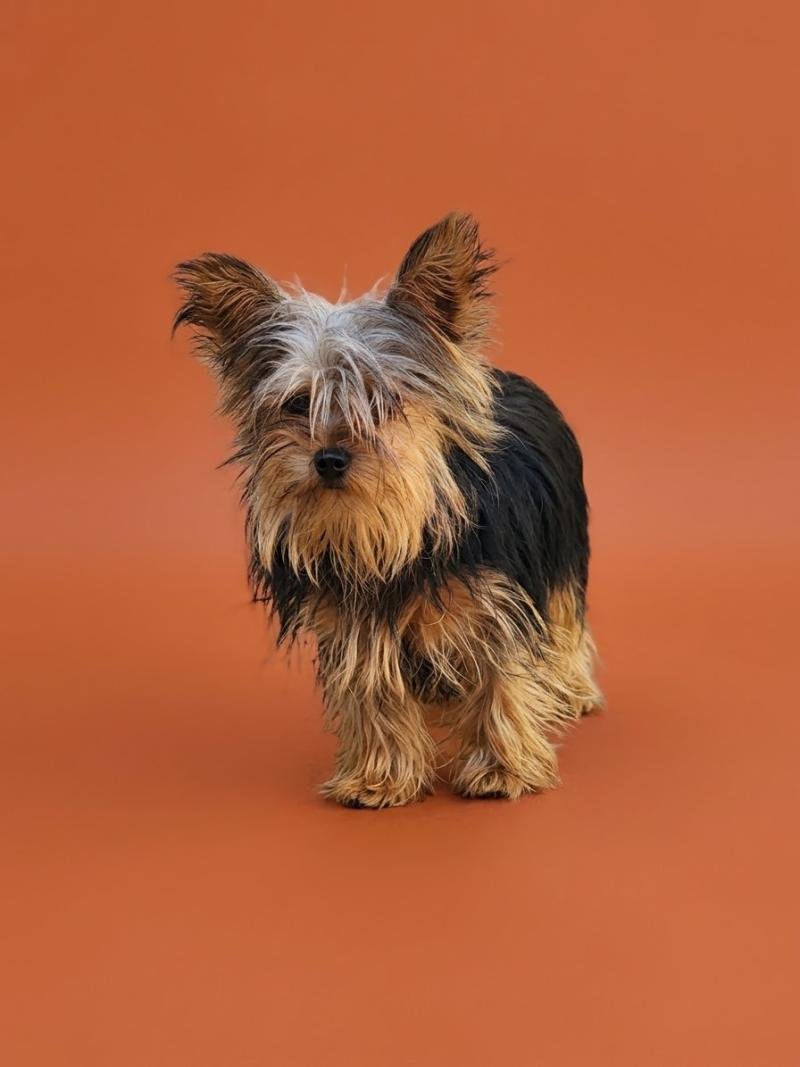 Aka Femelle Yorkshire terrier