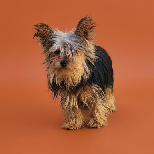 Aka Femelle Yorkshire terrier