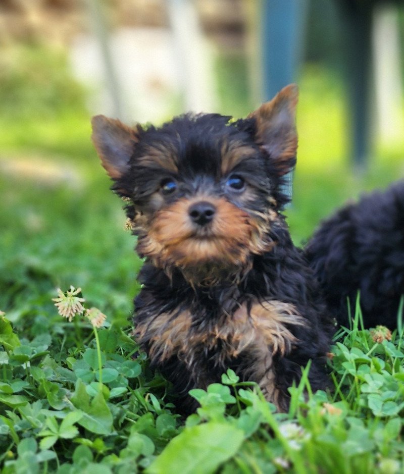 A (réserver Mireille) Femelle Yorkshire terrier A (réserver Mireille) Femelle Yorkshire terrier