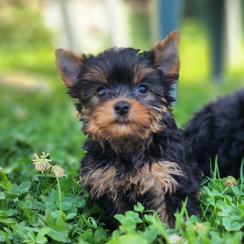 chiot Yorkshire terrier A Élevage du Royaume des P'tits Loups chiot Yorkshire terrier A Élevage du Royaume des P'tits Loups