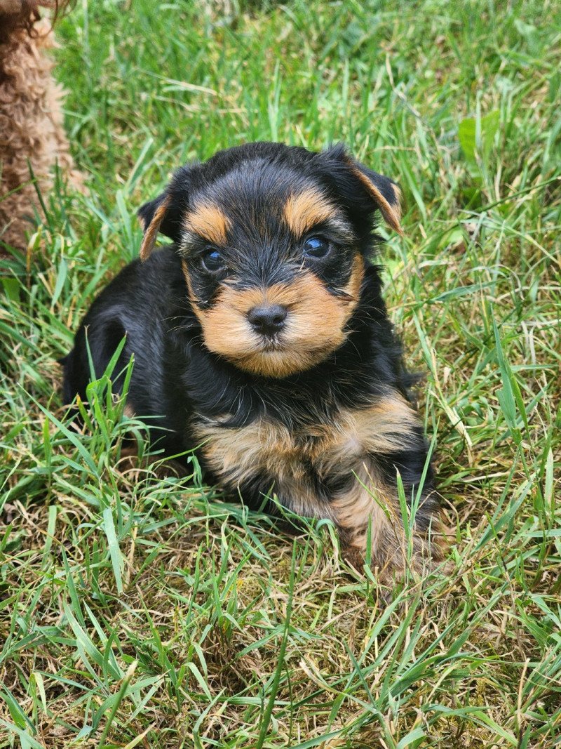 A Mâle Yorkshire terrier A Mâle Yorkshire terrier