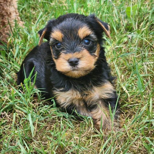 A Mâle Yorkshire terrier