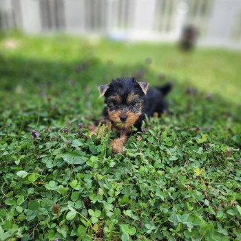 chiot Yorkshire terrier A Élevage du Royaume des P'tits Loups