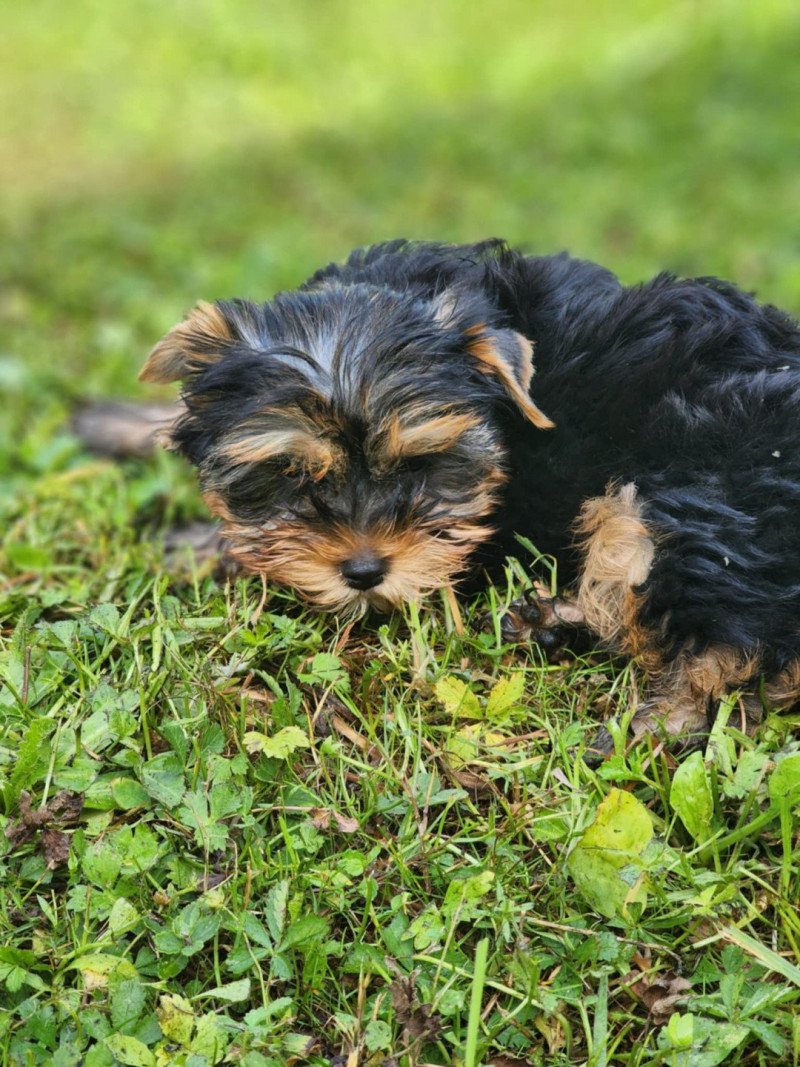 A Mâle Yorkshire terrier