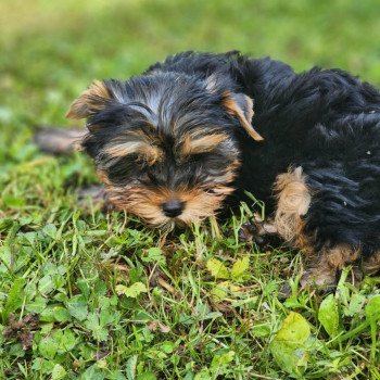 chiot Yorkshire terrier A Élevage du Royaume des P'tits Loups