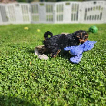 chiot Yorkshire terrier A Élevage du Royaume des P'tits Loups