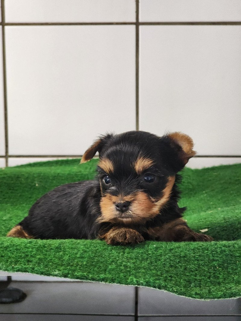 A Femelle Yorkshire terrier A Femelle Yorkshire terrier