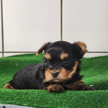 chiot Yorkshire terrier A Élevage du Royaume des P'tits Loups chiot Yorkshire terrier A Élevage du Royaume des P'tits Loups