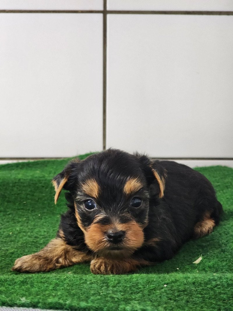 A Femelle Yorkshire terrier