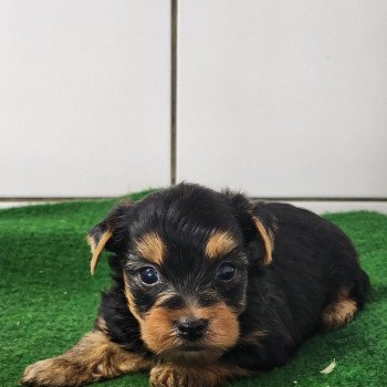 chiot Yorkshire terrier A Élevage du Royaume des P'tits Loups