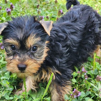 chiot Yorkshire terrier A Élevage du Royaume des P'tits Loups