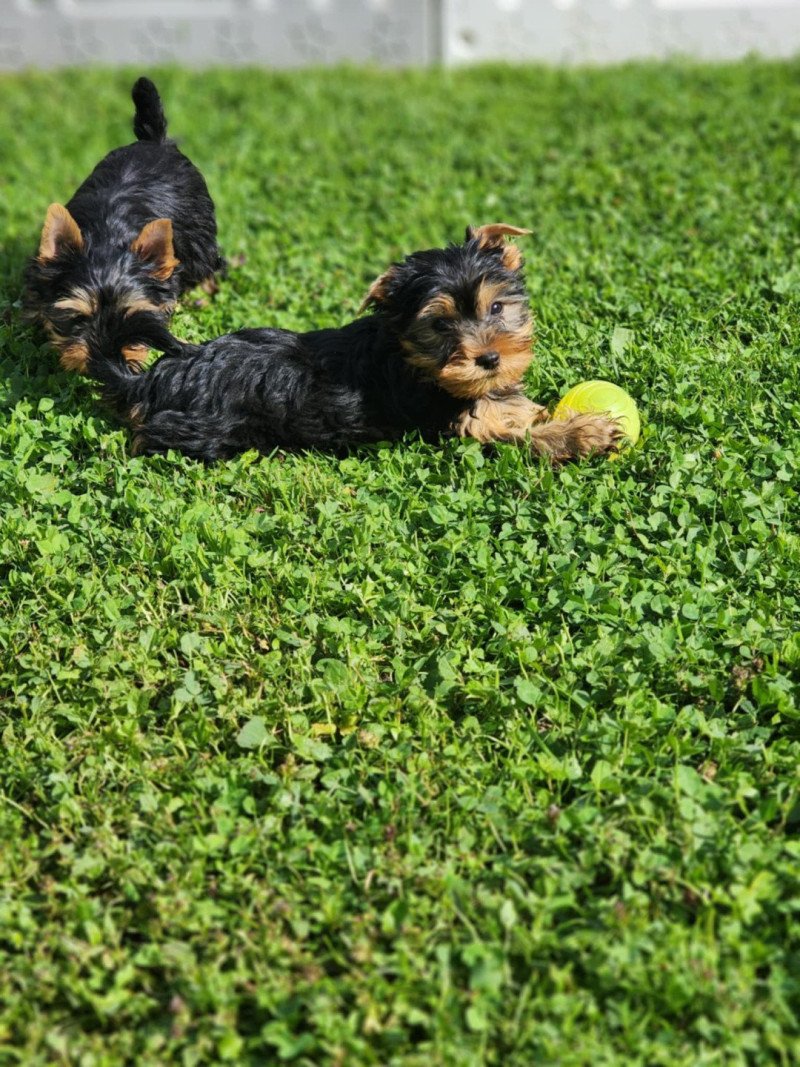 A Femelle Yorkshire terrier