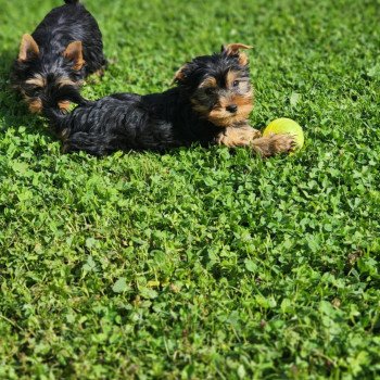 chiot Yorkshire terrier A Élevage du Royaume des P'tits Loups