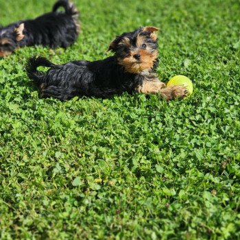 chiot Yorkshire terrier A Élevage du Royaume des P'tits Loups