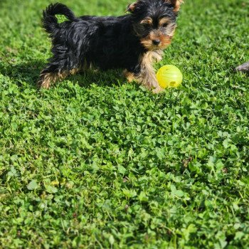 chiot Yorkshire terrier A Élevage du Royaume des P'tits Loups