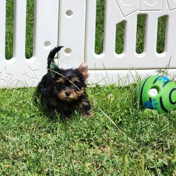 chiot Yorkshire terrier A Élevage du Royaume des P'tits Loups