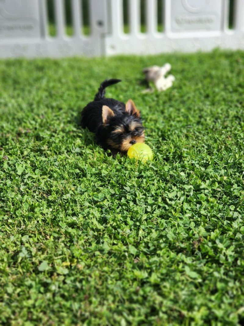A Femelle Yorkshire terrier