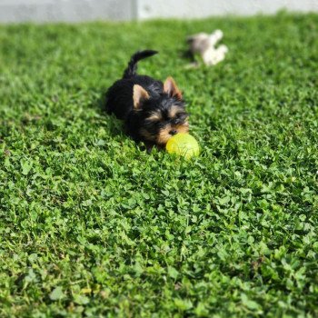 chiot Yorkshire terrier A Élevage du Royaume des P'tits Loups