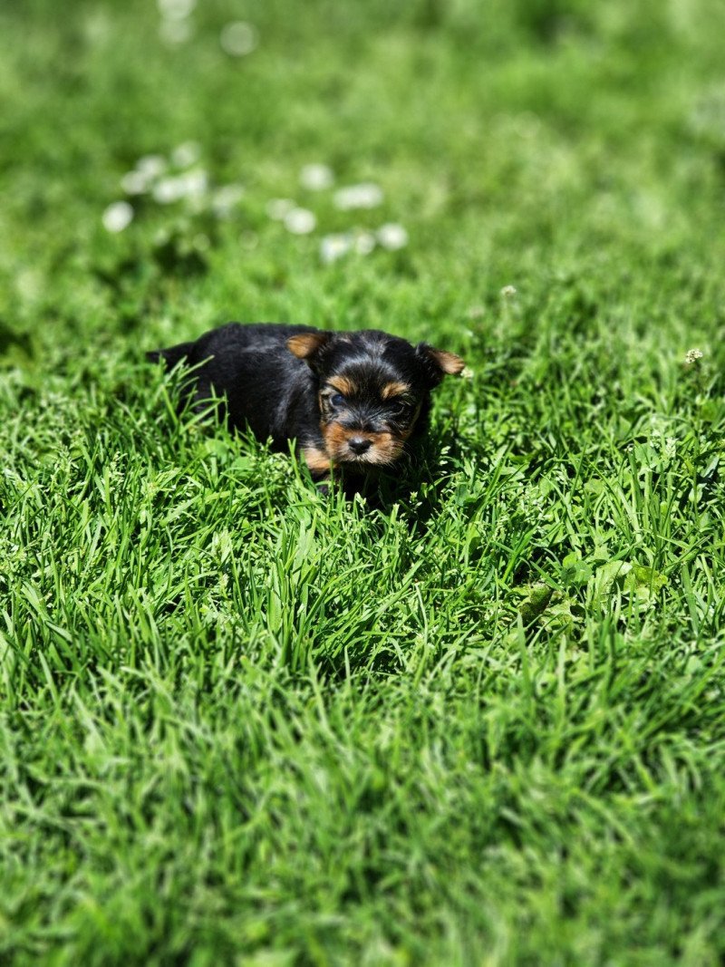 A Femelle Yorkshire terrier A Femelle Yorkshire terrier