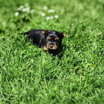 chiot Yorkshire terrier A Élevage du Royaume des P'tits Loups chiot Yorkshire terrier A Élevage du Royaume des P'tits Loups