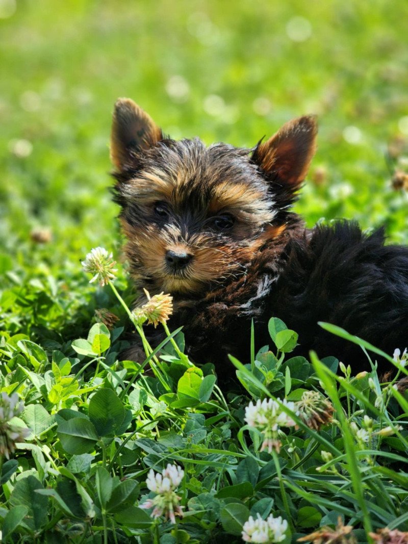 A Femelle Yorkshire terrier A Femelle Yorkshire terrier