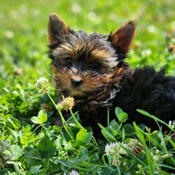 chiot Yorkshire terrier A Élevage du Royaume des P'tits Loups chiot Yorkshire terrier A Élevage du Royaume des P'tits Loups