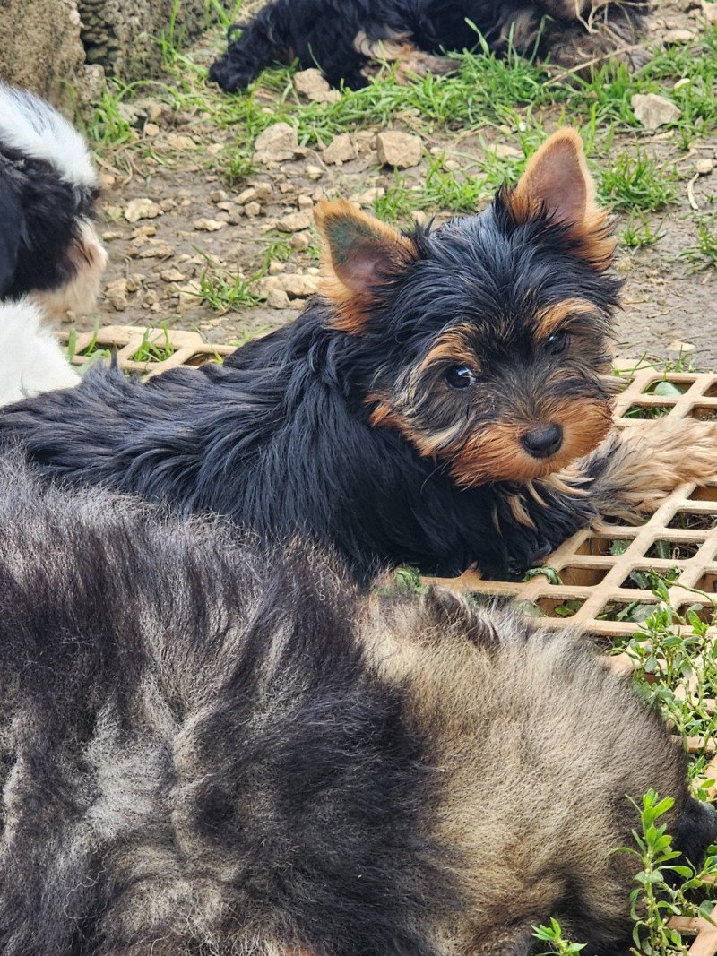 A Femelle Yorkshire terrier