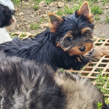 chiot Yorkshire terrier A Élevage du Royaume des P'tits Loups