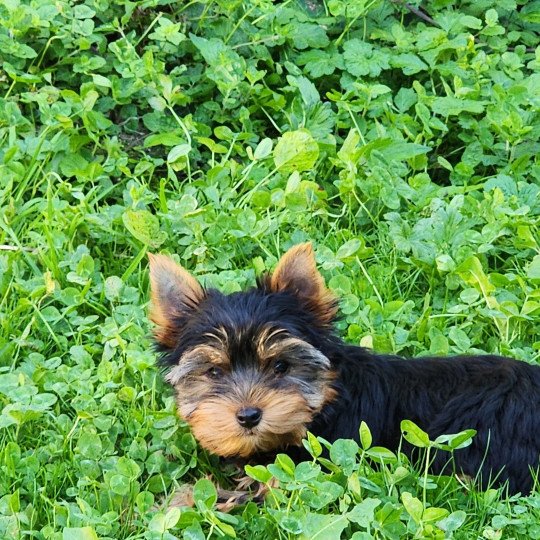 A Femelle Yorkshire terrier