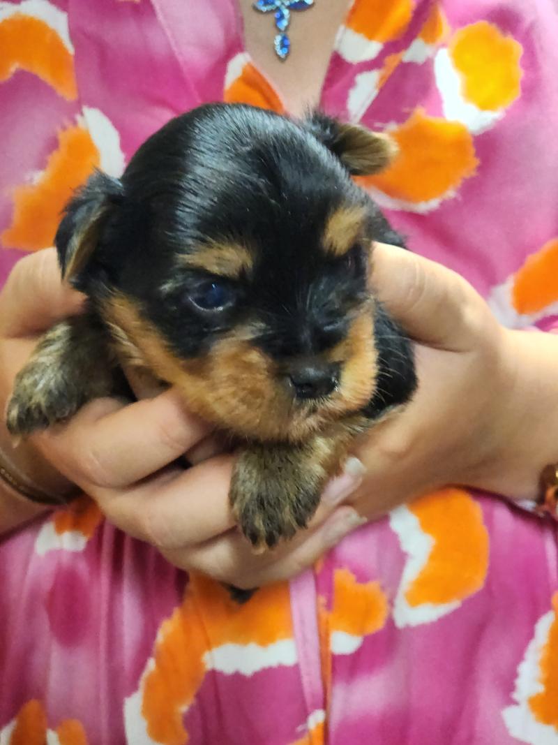 B Mâle Yorkshire terrier