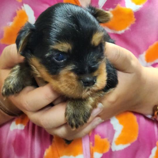 B Mâle Yorkshire terrier