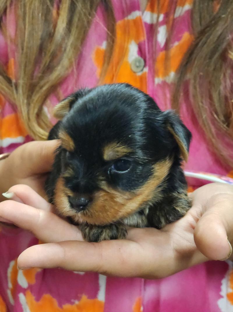 B Mâle Yorkshire terrier