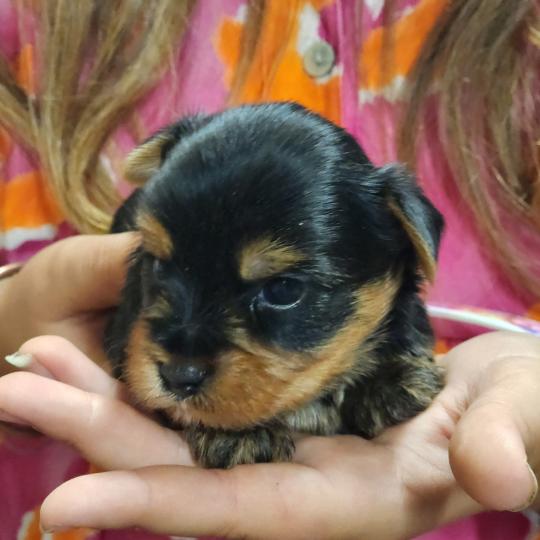 B Mâle Yorkshire terrier