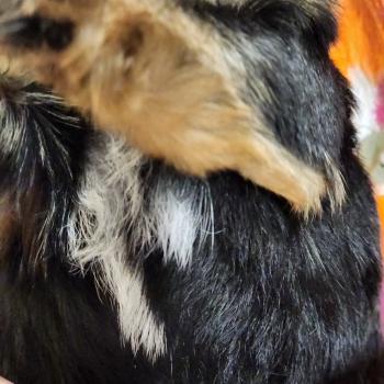 chiot Yorkshire terrier blue tan B Élevage du Royaume des P'tits Loups