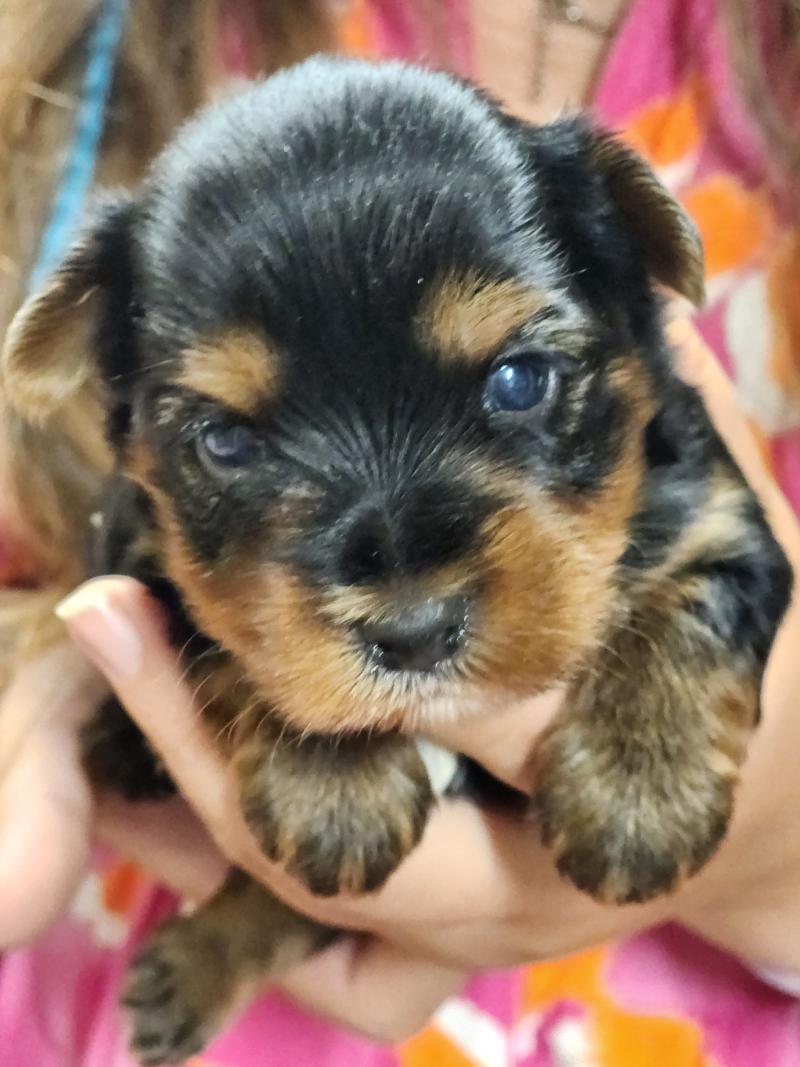 B Femelle Yorkshire terrier