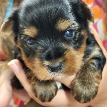 chiot Yorkshire terrier blue tan B Élevage du Royaume des P'tits Loups