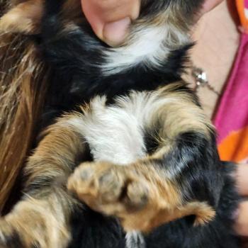 chiot Yorkshire terrier blue tan B Élevage du Royaume des P'tits Loups